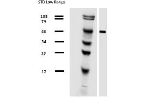 Western Blotting (WB) image for anti-alpha Tubulin (TUBA1) antibody (Biotin) (ABIN301997)