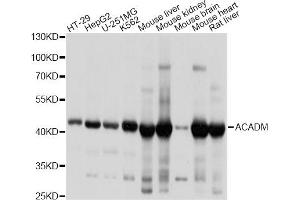 Western blot analysis of extracts of various cell lines, using ACADM antibody. (Medium-Chain Specific Acyl-CoA Dehydrogenase, Mitochondrial Antikörper)