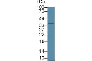 Western blot analysis of Mouse Cerebrum lysate, using Mouse HSD17b12 Antibody (1 µg/ml) and HRP-conjugated Goat Anti-Rabbit antibody ( (HSD17B12 Antikörper  (AA 1-312))