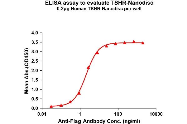 TSH receptor Protein