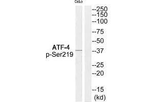Western Blotting (WB) image for anti-Activating Transcription Factor 4 (Tax-Responsive Enhancer Element B67) (ATF4) (pSer219) antibody (ABIN1847859) (ATF4 Antikörper  (pSer219))