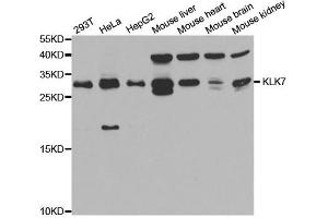 Western Blotting (WB) image for anti-Kallikrein 7 (KLK7) antibody (ABIN1876692) (Kallikrein 7 Antikörper)