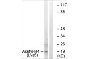 Western blot analysis of extracts from COS7 cells, treated with TSA 400nM 24h, using Histone H4 (Acetyl-Lys5) Antibody. (Histone H4 Antikörper  (acLys5))