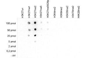 Dot Blot of anti-Histone H3 K27 me2 antibody Dot Blot results of Rabbit anti-Histone H3 K27 me2 antibody. (HIST1H3A Antikörper  (H3K27me2))