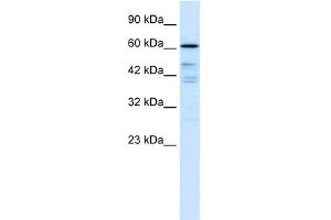 WB Suggested Anti-CDC25B Antibody Titration:  0. (CDC25B Antikörper  (N-Term))