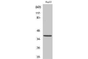 Western Blotting (WB) image for anti-Induced Myeloid Leukemia Cell Differentiation Protein Mcl-1 (MCL1) (Internal Region) antibody (ABIN3185490) (MCL-1 Antikörper  (Internal Region))