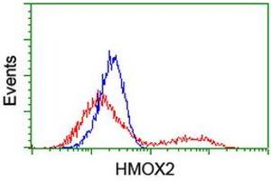 HEK293T cells transfected with either RC201777 overexpress plasmid (Red) or empty vector control plasmid (Blue) were immunostained by anti-HMOX2 antibody (ABIN2455215), and then analyzed by flow cytometry. (HMOX2 Antikörper)