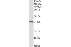 Western Blotting (WB) image for anti-Translocase of Outer Mitochondrial Membrane 40 Homolog (TOMM40) (AA 117-130) antibody (ABIN490620) (TOMM40 Antikörper  (AA 117-130))