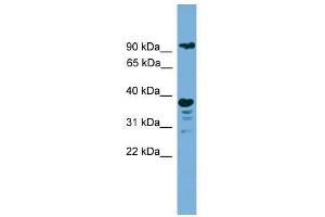 LAMP1 antibody used at 0. (LAMP1 Antikörper  (N-Term))