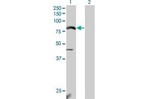 Western Blot analysis of NFE2L2 expression in transfected 293T cell line by NFE2L2 monoclonal antibody (M04), clone 3G7. (NRF2 Antikörper  (AA 351-450))