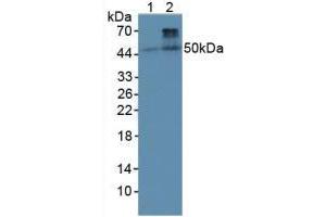 Western blot analysis of (1) Rat Heart Tissue and (2) Rat Skeletal Muscle Tissue. (BMP4 Antikörper  (AA 22-408))