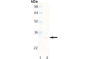 Western Blot Analysis of Proteasome 20S beta2 subunit, mAb (MCP165), : Lane 1: MW Marker, Lane 2: HeLa Cell Lysate (Proteasome 20S Beta2 Subunit Antikörper)
