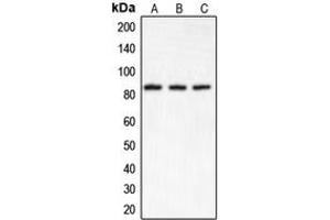 Western blot analysis of IKK alpha expression in HeLa (A), Raw264. (IKK alpha Antikörper  (N-Term))