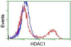 HEK293T cells transfected with either RC201745 overexpress plasmid (Red) or empty vector control plasmid (Blue) were immunostained by anti-HDAC1 antibody (ABIN2453940), and then analyzed by flow cytometry. (HDAC1 Antikörper)