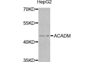 Western blot analysis of extracts of HepG2 cell line, using ACADM antibody. (Medium-Chain Specific Acyl-CoA Dehydrogenase, Mitochondrial Antikörper)