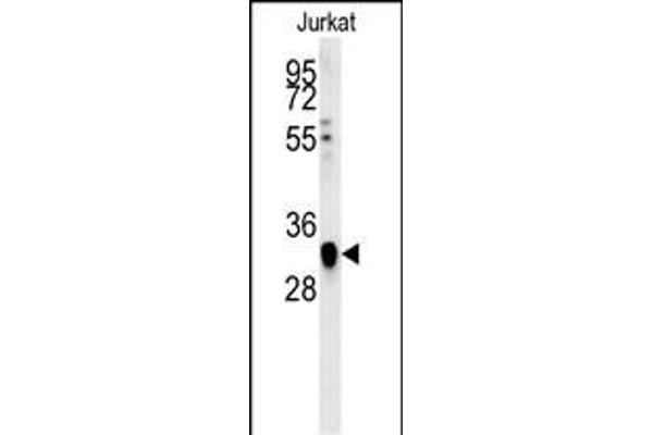 TFAP4 Antikörper  (C-Term)