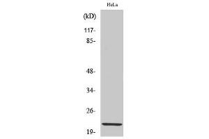 Western Blotting (WB) image for anti-Claudin 1 (CLDN1) (C-Term) antibody (ABIN5956302) (Claudin 1 Antikörper  (C-Term))