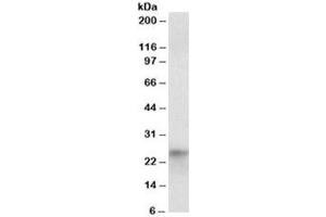 Western blot testing of HepG2 nuclear lysate with HES4 antibody at 1ug/ml. (HES4 Antikörper)