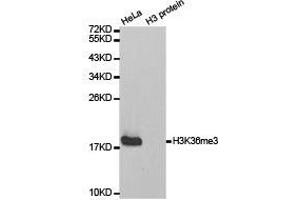 Western Blotting (WB) image for anti-Histone 3 (H3) (H3K36me3) antibody (ABIN1873005) (Histone 3 Antikörper  (H3K36me3))