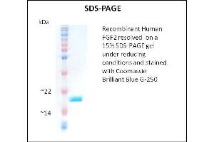 SDS-PAGE (SDS) image for Fibroblast Growth Factor 2 (Basic) (FGF2) (Active) protein (ABIN5509466) (FGF2 Protein)