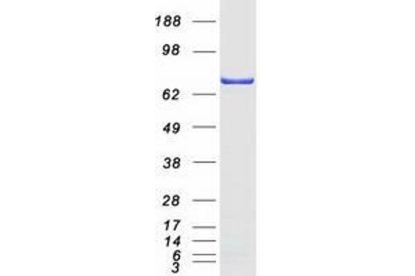 TRIM3 Protein (Transcript Variant 2) (Myc-DYKDDDDK Tag)