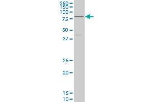 TCF4 monoclonal antibody (M03), clone 1G4 Western Blot analysis of TCF4 expression in K-562 . (TCF4 Antikörper  (AA 1-365))