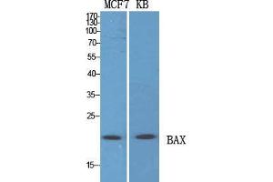 Western Blot (WB) analysis of specific cells using Bax Polyclonal Antibody. (BAX Antikörper  (N-Term))