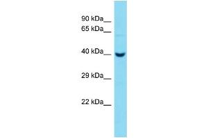 Host:  Rabbit  Target Name:  Pcmtd2  Sample Type:  Mouse Liver lysates  Antibody Dilution:  1. (PCMTD2 Antikörper  (C-Term))
