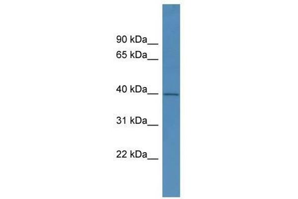 PHYHIPL Antikörper  (C-Term)