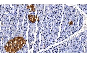 Detection of CLU in Porcine Pancreas Tissue using Monoclonal Antibody to Clusterin (CLU) (Clusterin Antikörper  (AA 229-446))