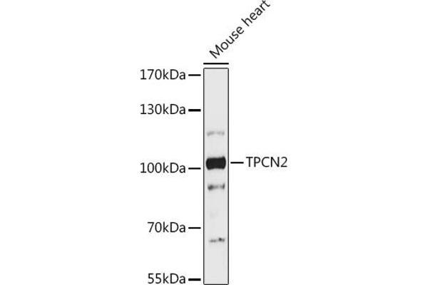 TPCN2 Antikörper  (AA 11-85)