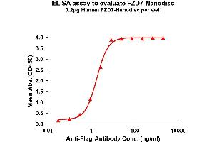 Elisa plates were pre-coated with Flag Tag -Nanodisc (0. (FZD7 Protein)