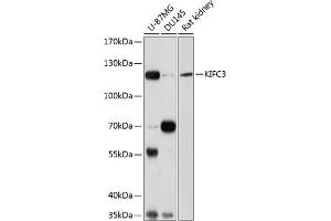 Western blot analysis of extracts of various cell lines, using KIFC3 antibody  at 1:1000 dilution. (KIFC3 Antikörper  (AA 140-390))