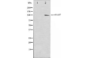 Western blot analysis on HuvEc cell lysate using mGluR7 Antibody,The lane on the left is treated with the antigen-specific peptide. (GRM7 Antikörper  (C-Term))