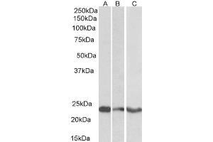 ABIN2560535 (0. (TREM2 Antikörper  (C-Term))