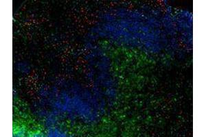 Immunofluorescence (IF) image for anti-Integrin alpha M (ITGAM) antibody (Alexa Fluor 594) (ABIN2656815) (CD11b Antikörper  (Alexa Fluor 594))