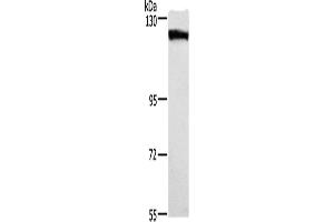 Western Blotting (WB) image for anti-Desmoglein 1 (DSG1) antibody (ABIN2432944) (Desmoglein 1 Antikörper)