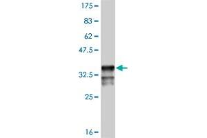 Western Blot detection against Immunogen (35. (MSX1 Antikörper  (AA 216-297))