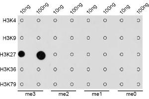 Dot Blot (DB) image for anti-Histone 3 (H3) (H3K27me) antibody (ABIN3023269)