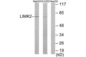 Western Blotting (WB) image for anti-LIM Domain Kinase 2 (LIMK2) (Internal Region) antibody (ABIN1849457) (LIMK2 Antikörper  (Internal Region))