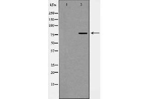 Western blot analysis of EZH2 expression in HEK293 cell lysate,The lane on the left is treated with the antigen-specific peptide. (EZH2 Antikörper  (Internal Region))