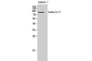 Western Blotting (WB) image for anti-Cadherin 8 (CDH8) (Internal Region) antibody (ABIN3174134) (Cadherin 8 Antikörper  (Internal Region))