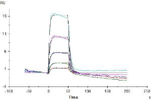 Surface Plasmon Resonance (SPR) image for Interleukin 2 Receptor, beta (IL2RB) (AA 27-239) protein (His-Avi Tag) (ABIN7274076)