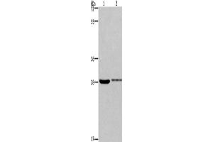 Western Blotting (WB) image for anti-Cyclin-Dependent Kinase 1 (CDK1) antibody (ABIN2431150) (CDK1 Antikörper)