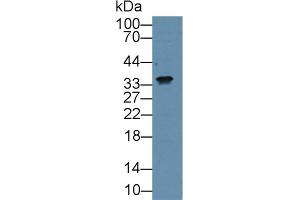 Detection of CTGF in Mouse Cerebrum lysate using Polyclonal Antibody to Connective Tissue Growth Factor (CTGF) (CTGF Antikörper  (AA 101-330))