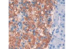 IHC-P analysis of panceas tissue, with DAB staining. (CTBP2 Antikörper  (C-Term))