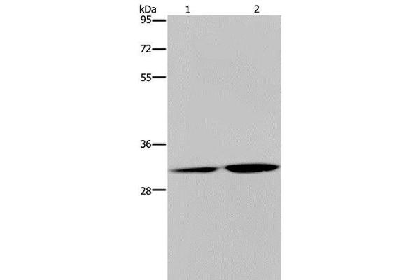 DNASE1L3 Antikörper