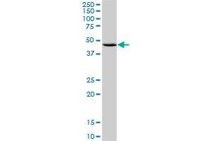 CXCR4 monoclonal antibody (M03), clone 2A9. (CXCR4 Antikörper  (AA 1-46))