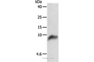 Western blot analysis of 293T cell, using COX7B Polyclonal Antibody at dilution of 1:800 (COX7B Antikörper)