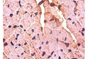 Immunohistochemistry of paraffin-embedded mouse heart tissue using ABIN7149575 at dilution of 1:50 (Decorin Antikörper  (AA 20-359))